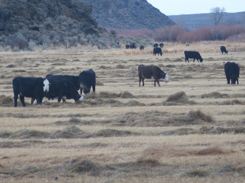 Oregon-Cattle