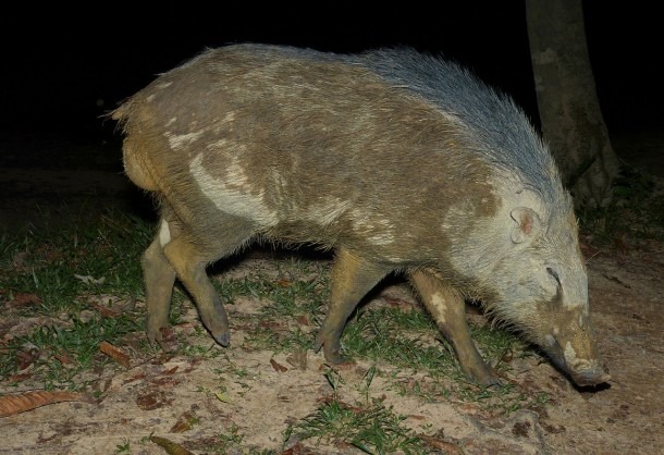 Contaminated 'Radioactive' Wild Boars Running Amok Around Fukushima