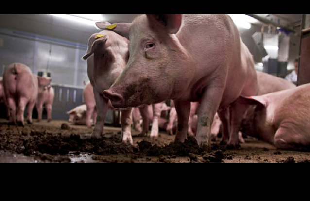 American Scientists Harvesting Human Organs in Live Pigs, Creating a Human-Pig Embryo
