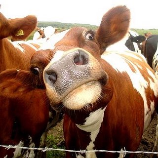 Funny-Cow